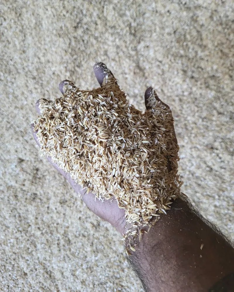 A hand holding a scoop of rice husk above a large heap of husk.